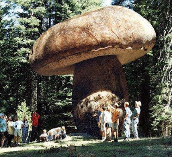 Ces sympathiques bestioles distillent et filtrent la radioactivité comme les huîtres de Pornic les hydrocarbures.