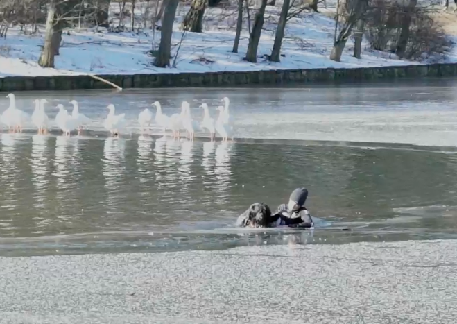 PAR ALAIN DE HALLEUX. Il gèle à pierre fendre. Au bois de la Cambre, un jeune homme risque sa vie pour sauver un chien qui se noyait. La caméra d'Alain de Halleux passait par là. Il nous en a fait cadeau. Un fait divers d'hiver. C'est le premier scoop de l'Asympto. Merci Alain!