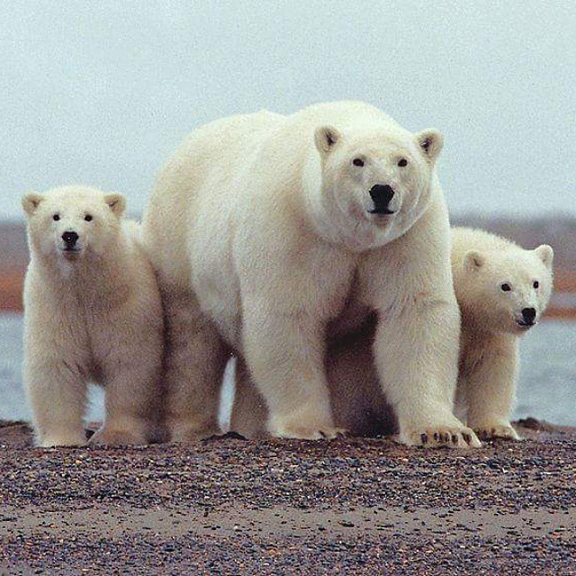 C’est la seule chanson que j’ai écrite pendant ce confinement. Elle n’est pas franchement désopilante.
Et pour cause, puisqu’elle parle de la sixième grande extinction des espèces animales.