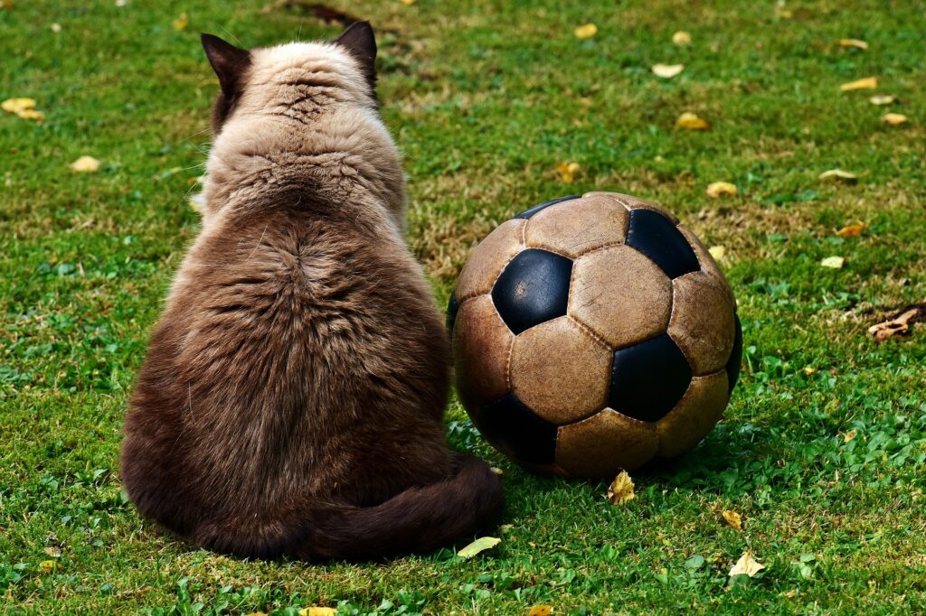 Ce lundi, comme beaucoup d'entre nous, je serai devant mon poste. Avec tout ce qu'il faut pour faire une bonne supportrice. Enfin... presque, parce que, comme dirait mon chat, des Rouges peuvent en cacher d'autres...