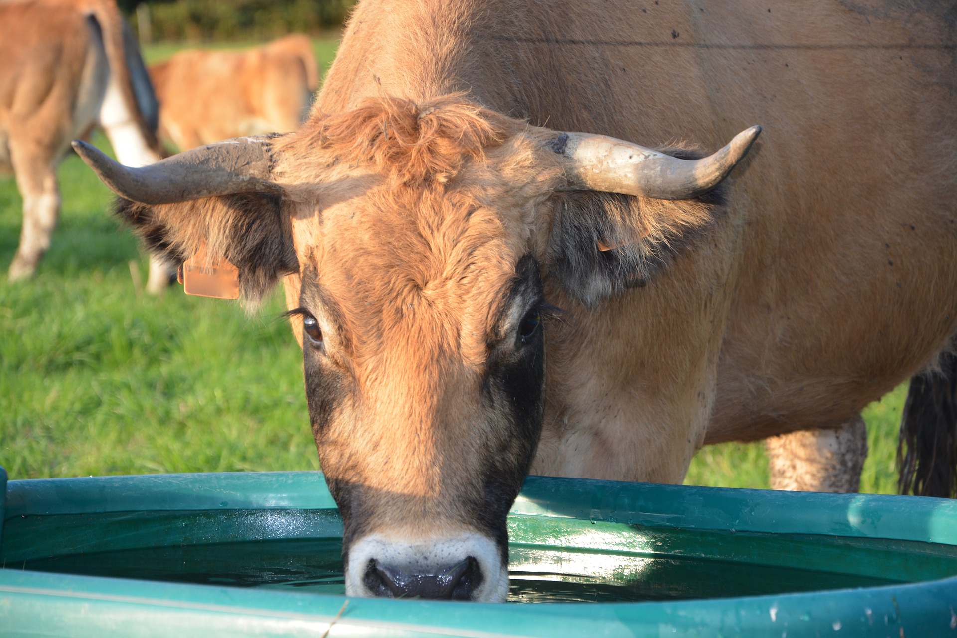 Consomme-t-on vraiment 15.000 litres d'eau pour produire un kilo de viande de bœuf ?
C'est un chiffre que j'ai régulièrement vu passer pour dénoncer notre surconsommation de bidoche.