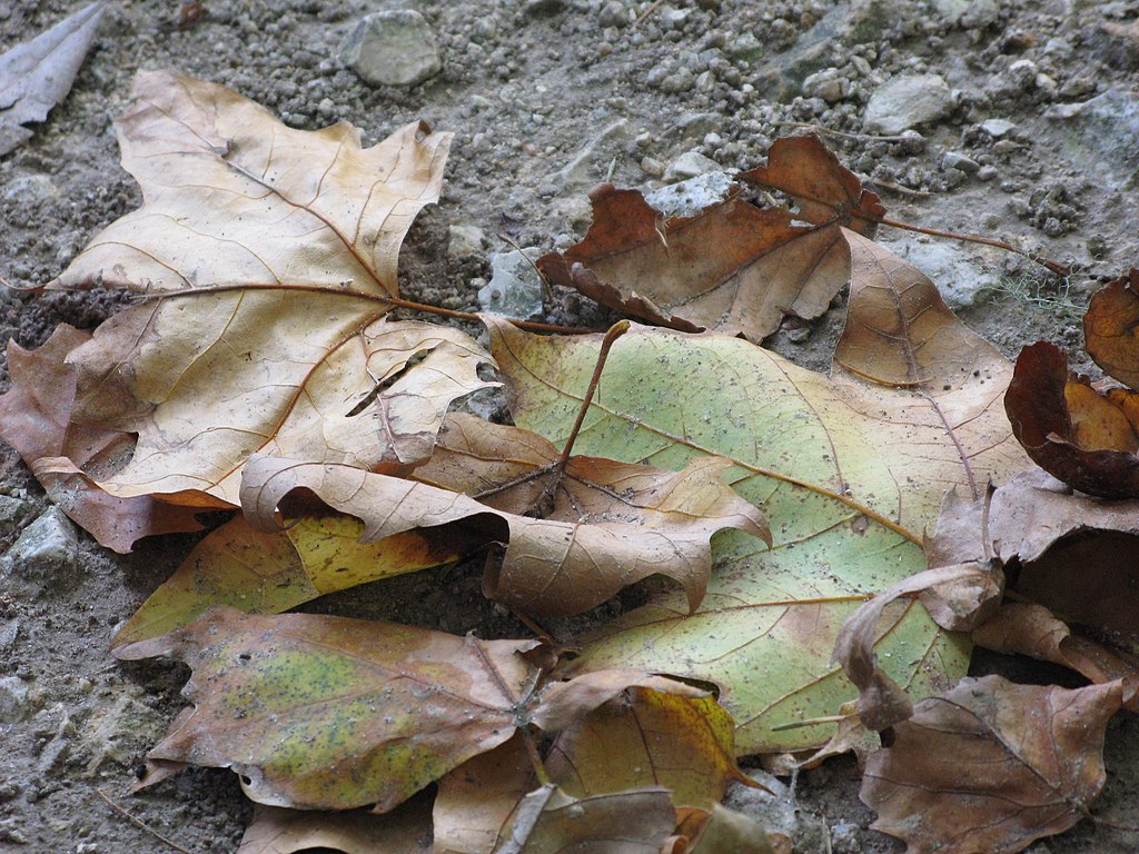 Nous sommes le 7 août et malgré la sécheresse, on le ramasse pas encore les feuilles mortes à la pelle. C'est ce jour-là pourtant que Joseph Kosma et Jacques Douai se sont croisés dans la mort après s'être rencontrés dans une chanson. Ce n'était pas 