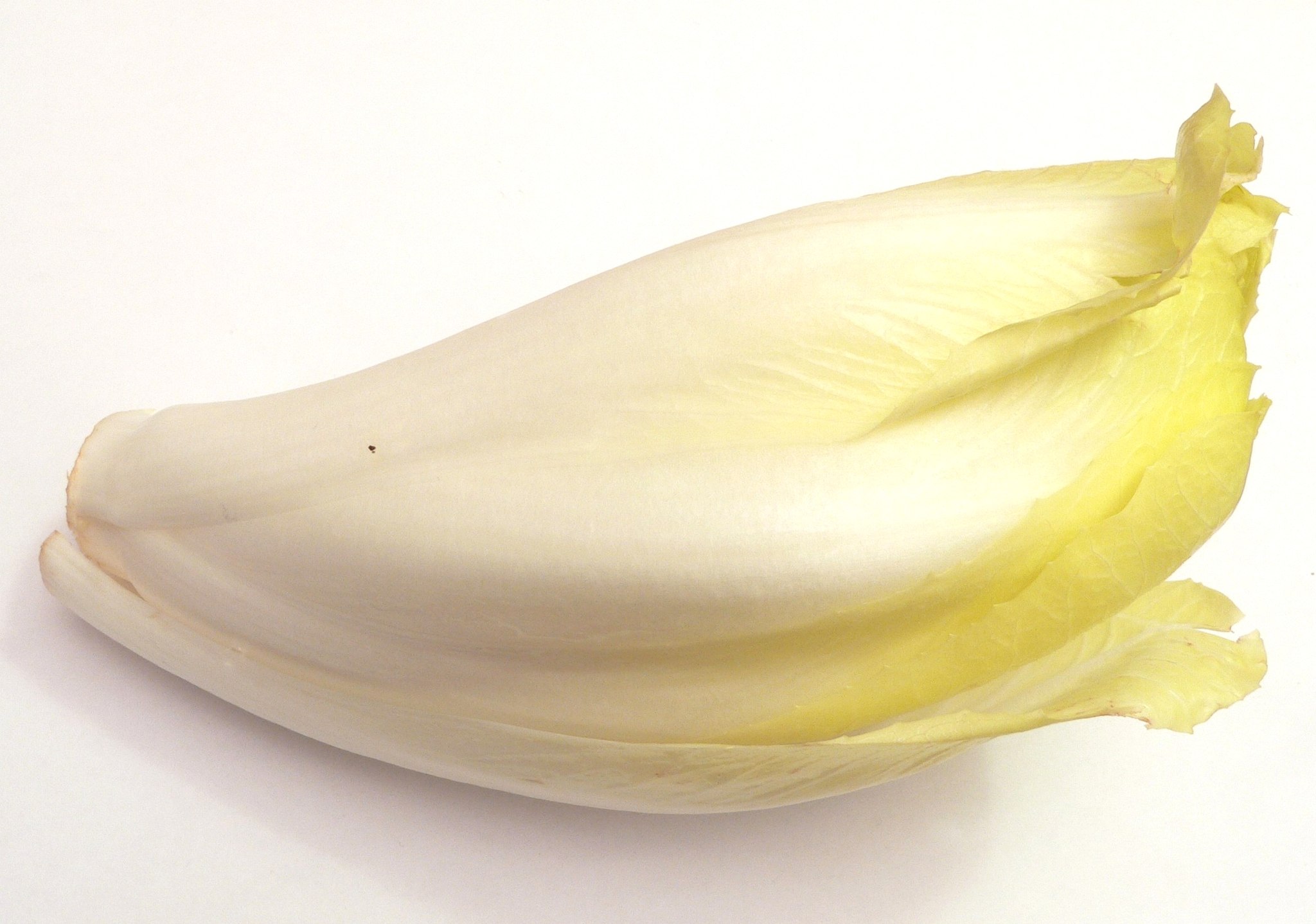 Ce légume caméléonesque et tricolore nous offre successivement ses jolies fleurs bleues, ses blafards chicons belges et sa brune chicorée moulue, chère à nos grands-mères.