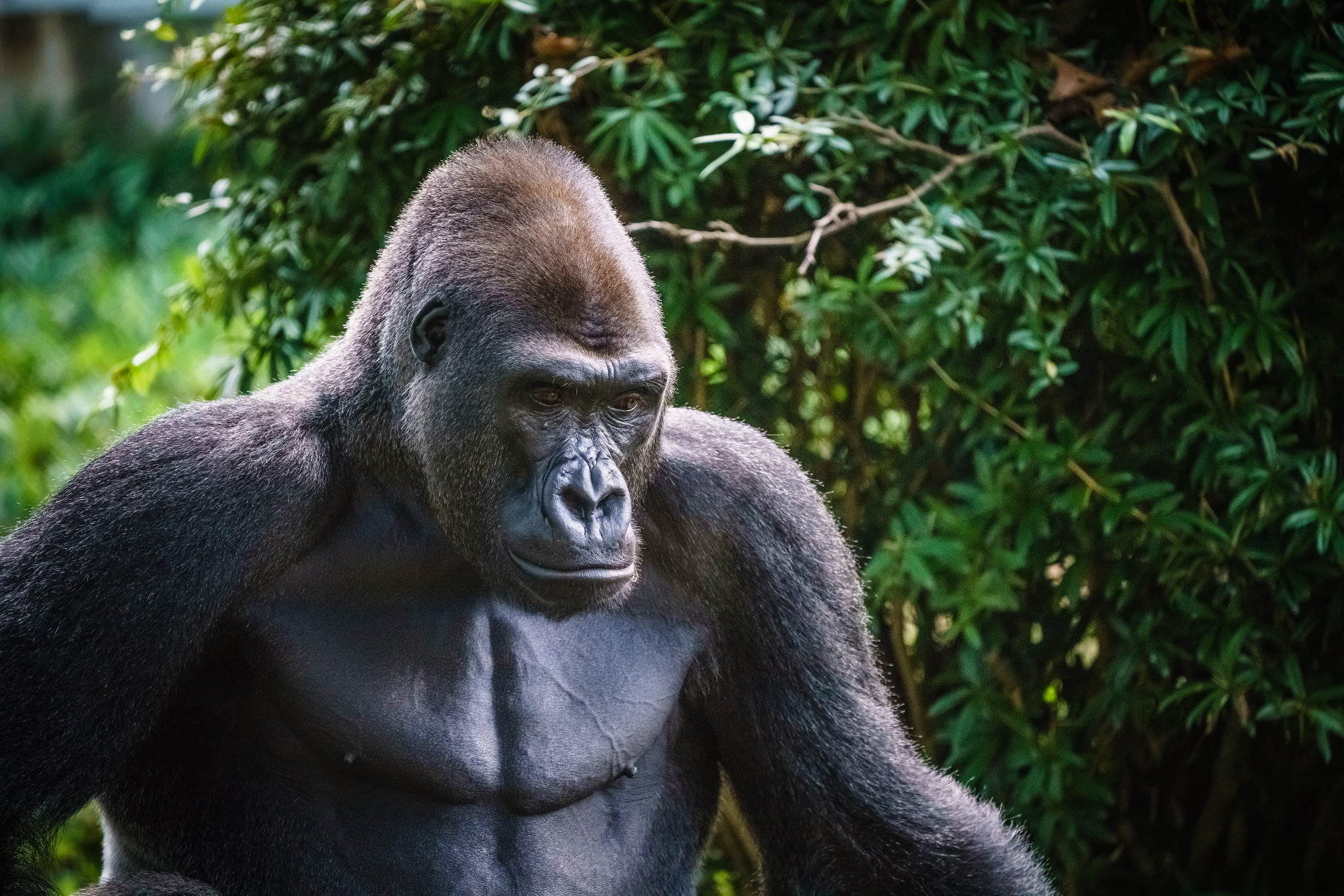 Il a beau être né un 29 octobre, Frans de Waal (François le Wallon) est un nom très paradoxal pour un hollandais. Mais pour les gorilles et les bonobos, cela ne doit pas avoir beaucoup d'importance. Ils ne connaissent d'ailleurs aucune des 350 chansons de Paul Misraki.